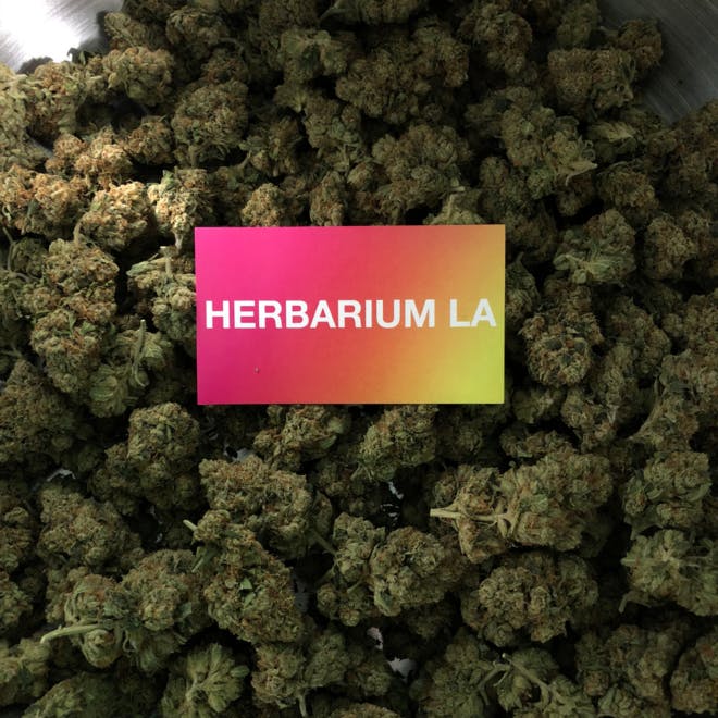 Herbarium - LA
