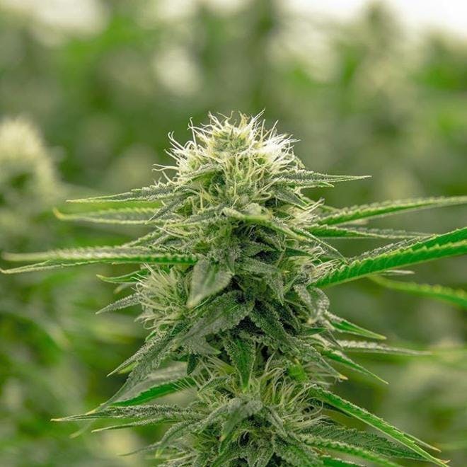 Great Northern Cannabis – Downtown