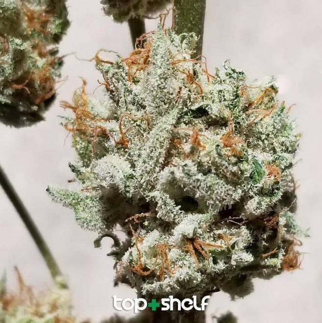 Top Shelf, LLC