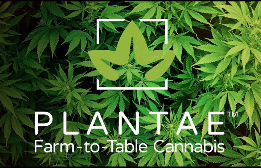Plantae Bend