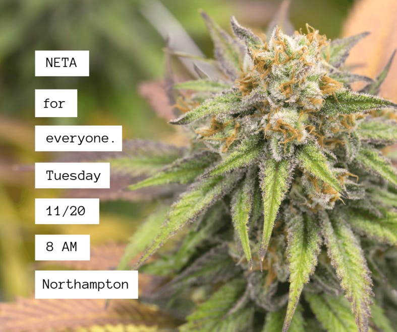 NETA - Northampton