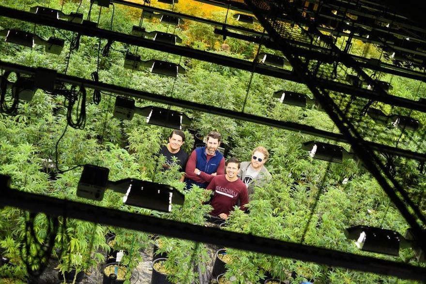 Stability Cannabis