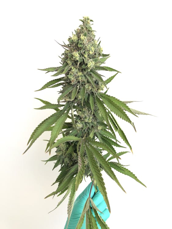 Mainely Medical