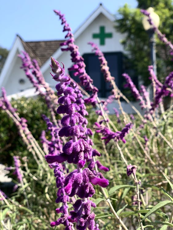 Therapeutic Healthcare Collective