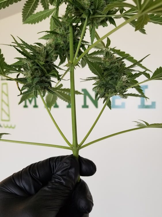 Mainely Medical