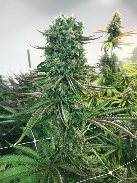 Texas Original Compassionate Cultivation