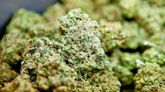 Kynd/SVC Pre-packaged 7 grams 45.00