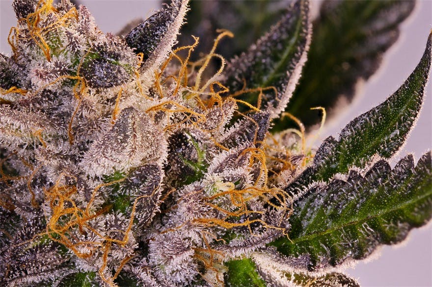 Herbal Wellness Center