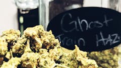 Strain of the Day - Ghost Train Haze
