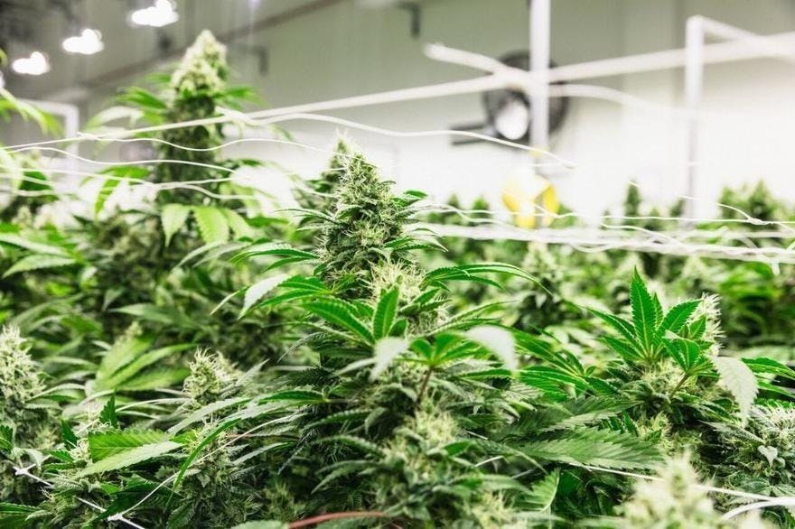 Garden Remedies - Newton Recreational