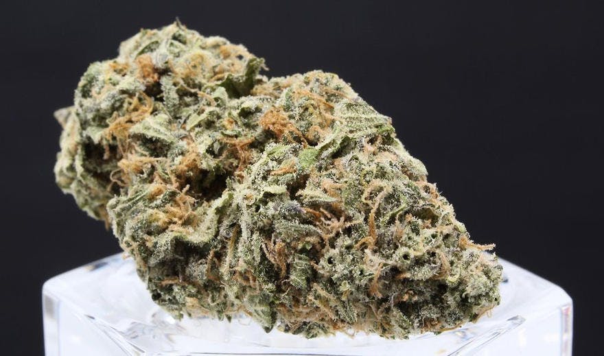 Jenny's Dispensary Bend