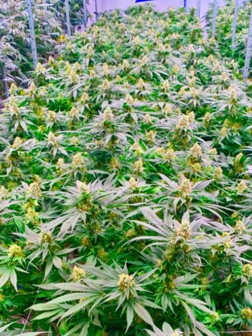 Sunnyside Dispensary – Fall River (Medical)