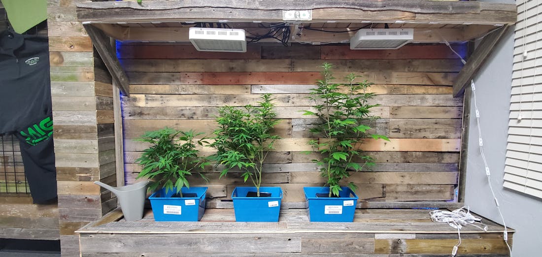 Southern Lights Wellness
