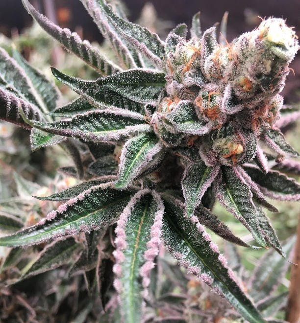 Lovelight Medicinals