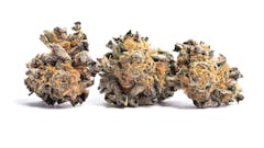 Big Discounts On Select A+ Flowers Platinum Level!
