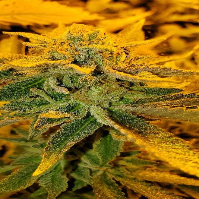 PlantMed
