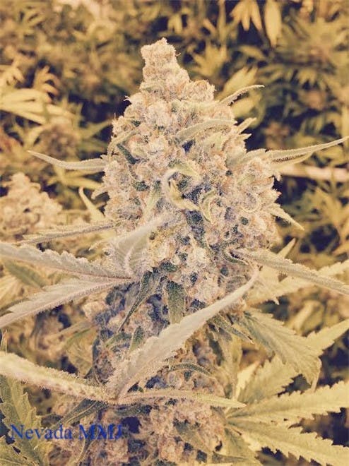 Nevada Made Marijuana - Laughlin