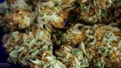 $125 Popcorn Ounces AFTER TAX! Multiple Strains!