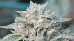 Top Shelf Bulk Specials $95/14g & $149/28g