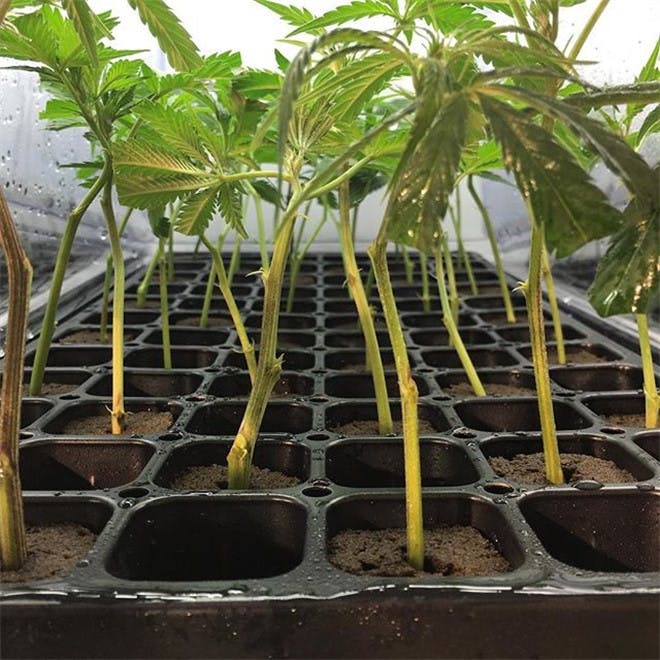 Cannabist Lowell (Medical)