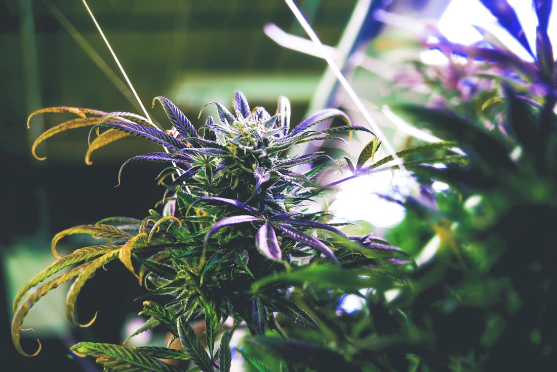 Cross Genetics Recreational