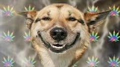 HAPPY HOUR! 8-11AM & 8-10PM. 20% OFF ALL CARTS.