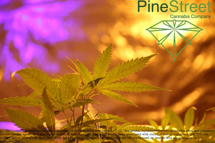 Pine Street Cannabis Company - Pine Street