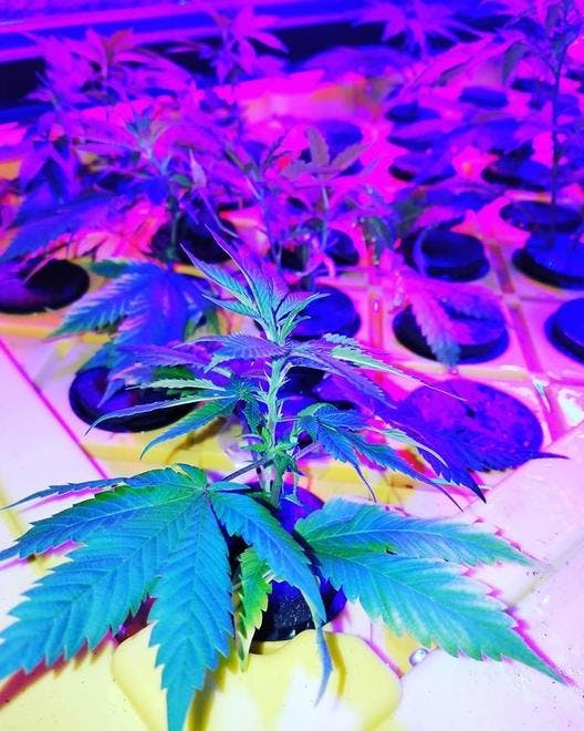Pine Street Cannabis Company - Pine Street