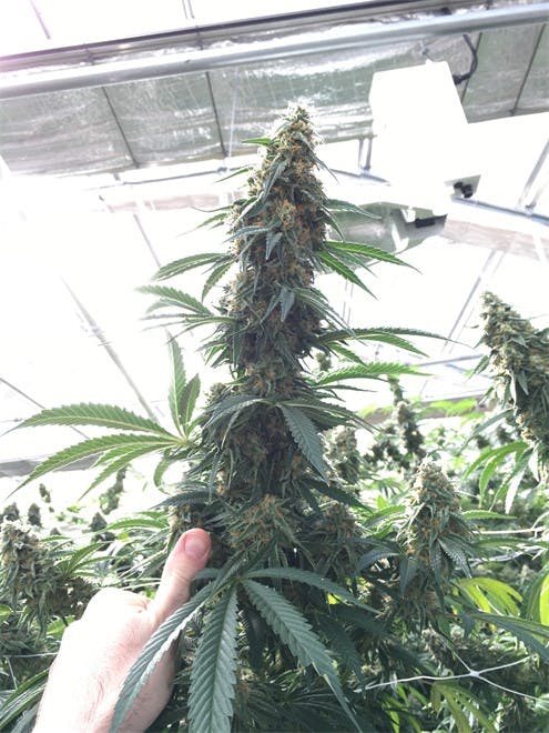 Ultra Health - Bernalillo