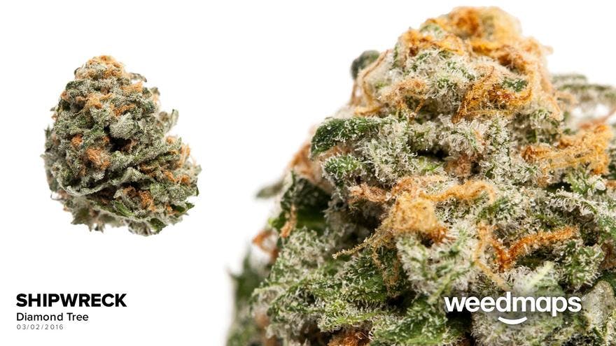 DiamondTree - Westside Bend