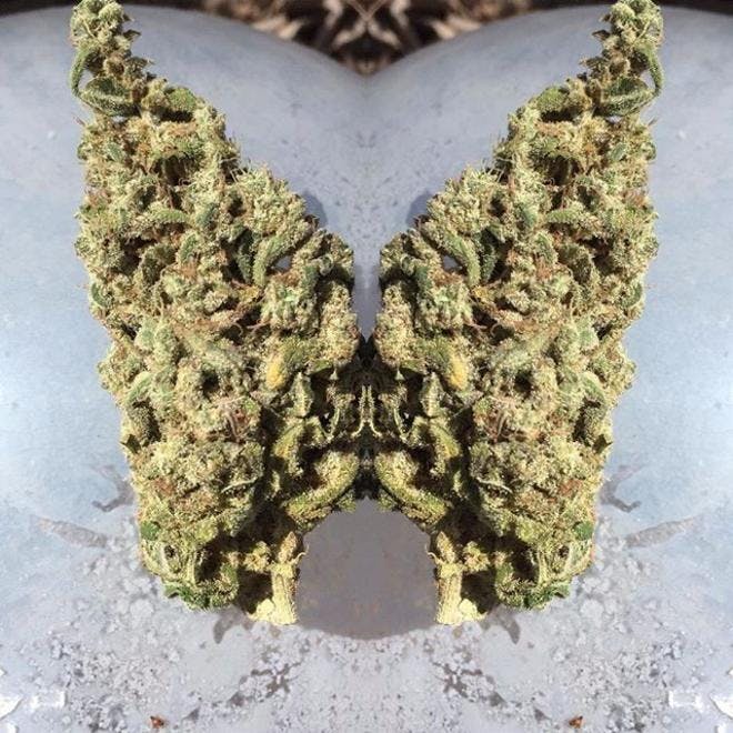 GoodBuds - Quincy