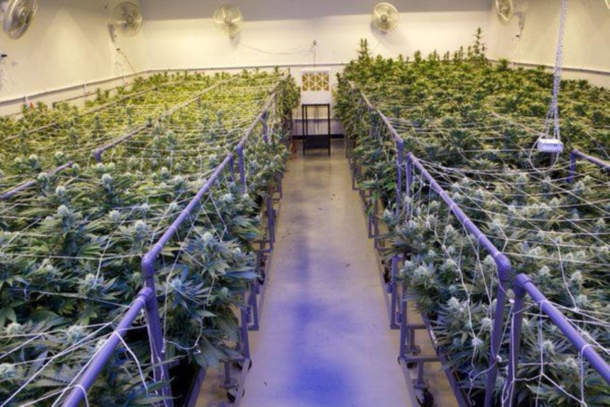 Reef Dispensaries - Queen Creek, AZ