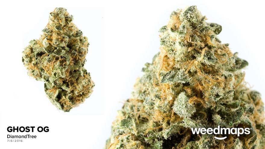 DiamondTree - Westside Bend