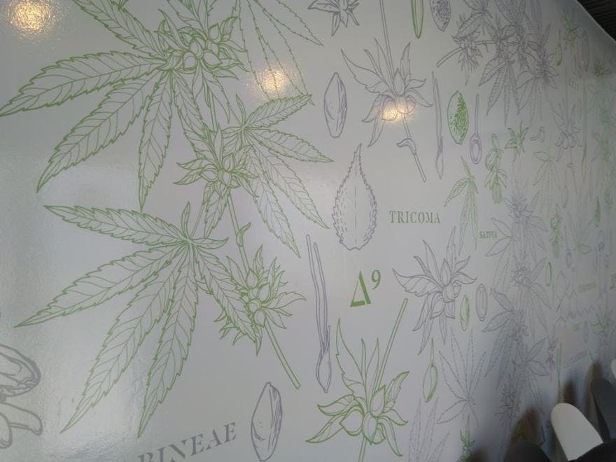 Cush Cannabis