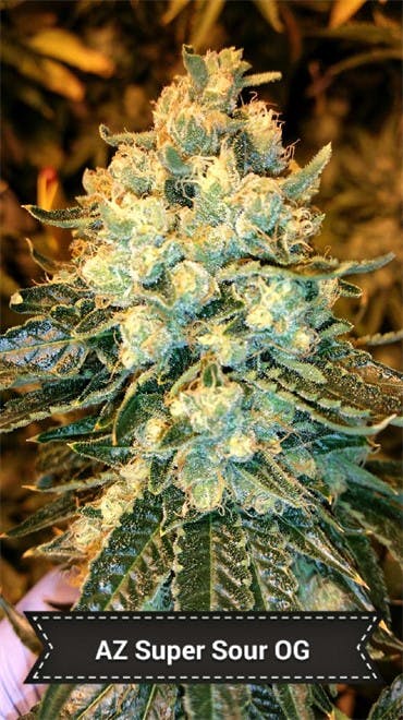 Valley of the Sun Medical Dispensary