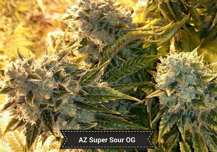 Valley of the Sun Medical Dispensary