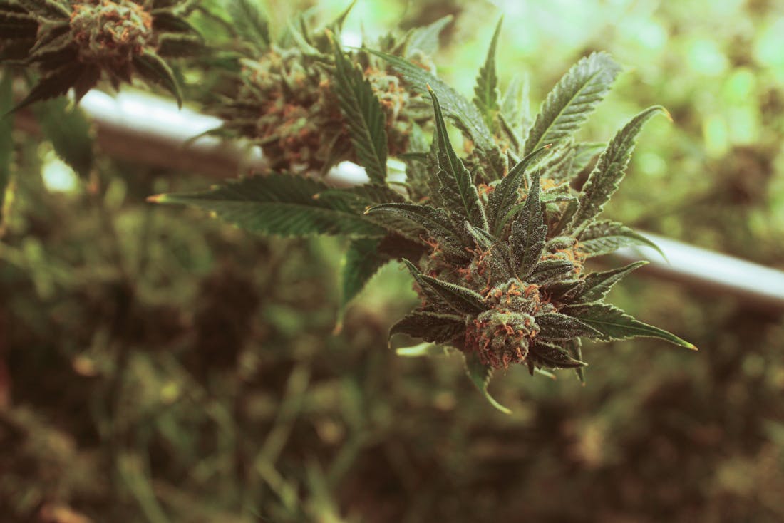 Cross Genetics Recreational