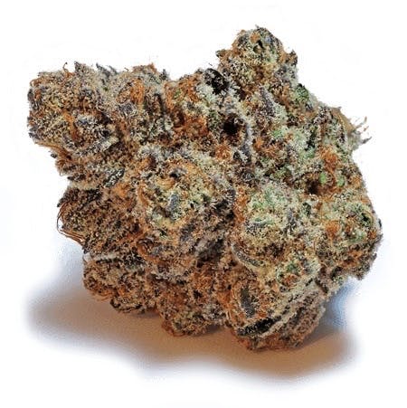 Mimosa