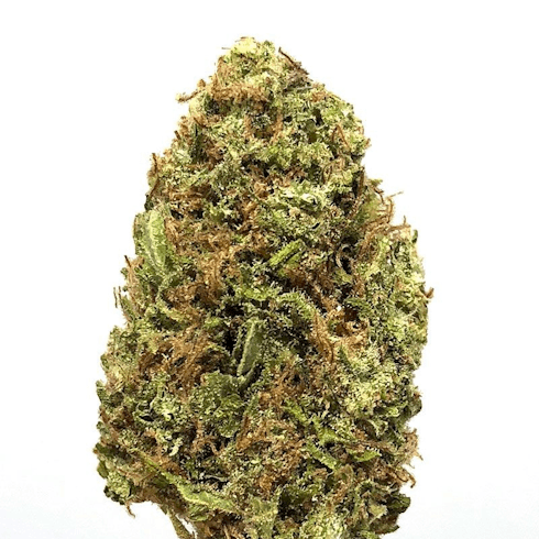 Coyote Blue