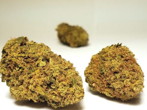Lemon Kush, Greenhouse