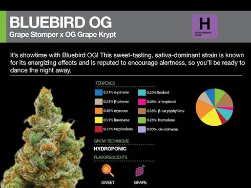 Bluebird OG