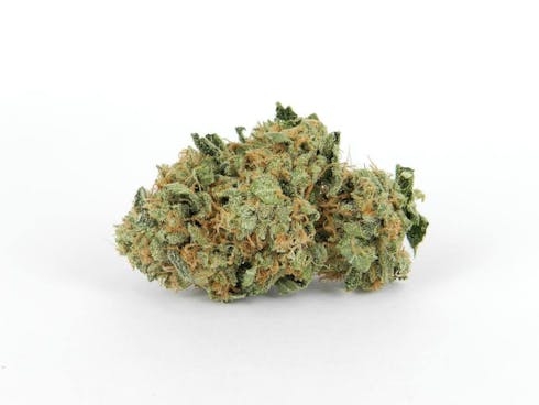 Pot Farmer Sal | OG18