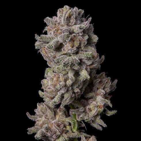 Purple Punch