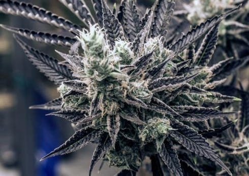 Chernobyl (Medical)