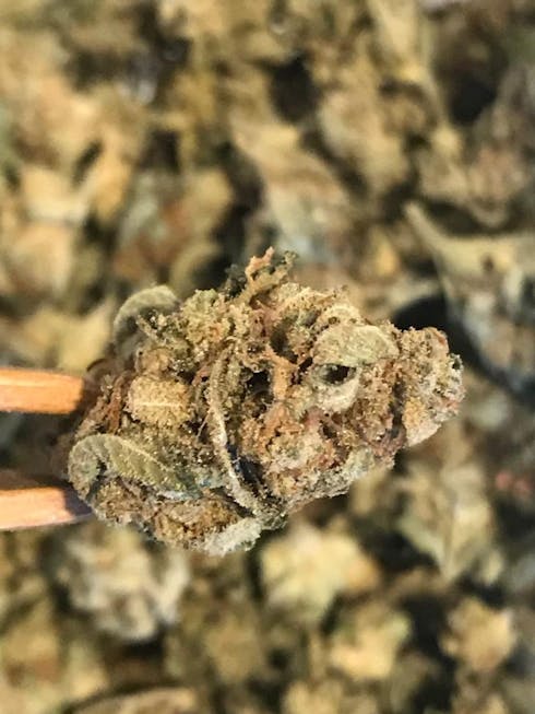 OG Kush