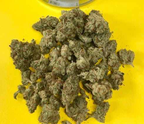 White Widow