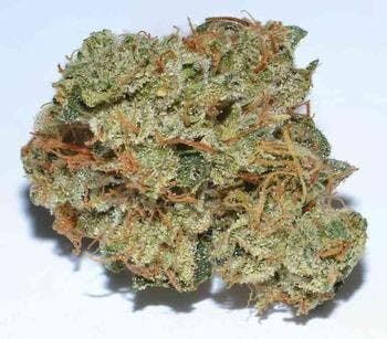 Royal SFV OG (I/S) 16.60%THC (NORTHERN EMERALDS)