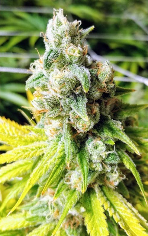 Strawberry Guava #3