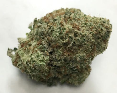 GRIZZLY GLUE
