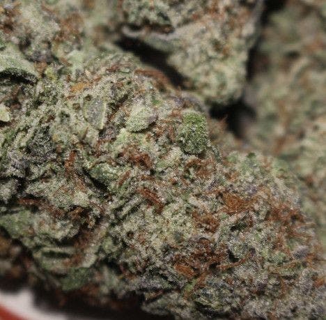 Grease Monkey - 3 Bros Grow - 28.10%